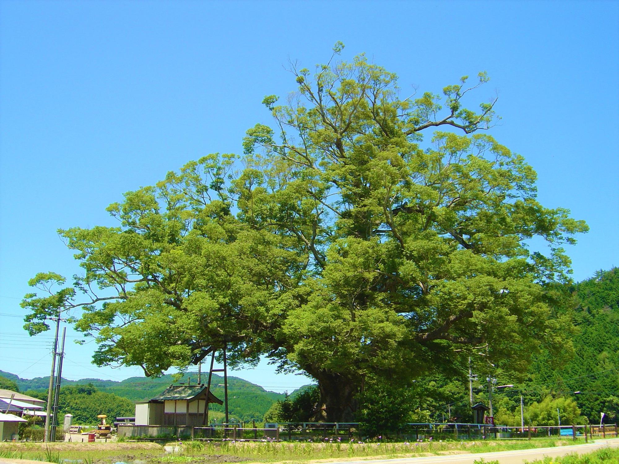 野間のおおけやき