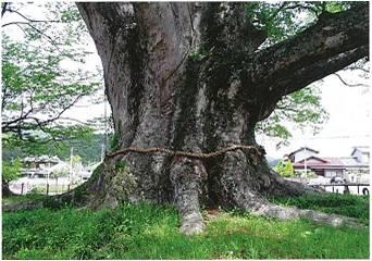 野間の大けやき